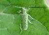 Saperda punctata